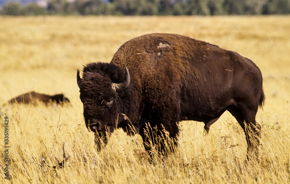 Bison d'Amérique, Bison bison, Parc national du Yellowstone , USA Bison d'Amérique, Bison bison, Parc national du Yellowstone , USA