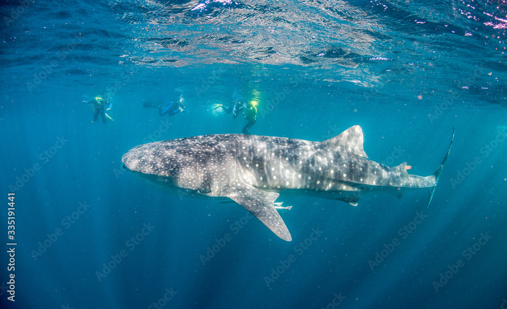 Naklejka premium Snorkelers Swimming with a Huge Whale Shark in Crystal Clear Water