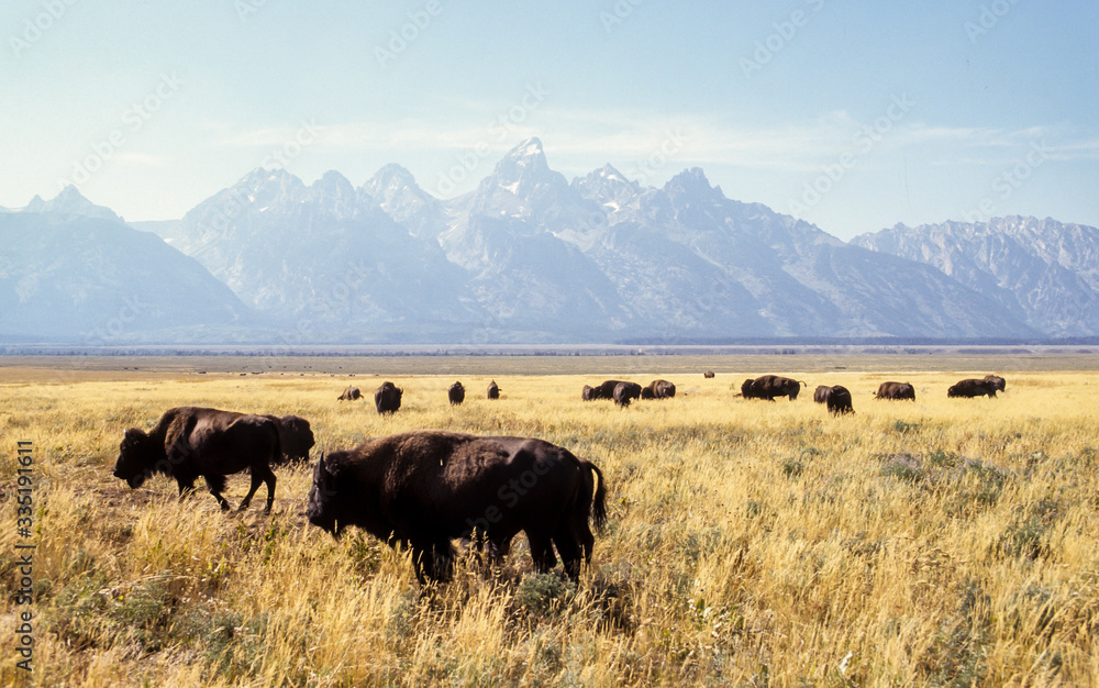 Bison d'Amérique, Bison bison, Parc national du Grand Teton , USA