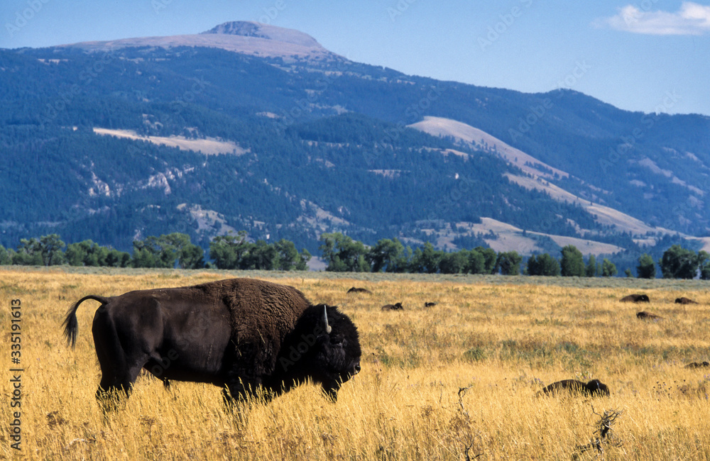 Bison d'Amérique, Bison bison, Parc national du Grand Teton , USA