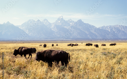 Bison d'Amérique, Bison bison, Parc national du Grand Teton , USA © JAG IMAGES