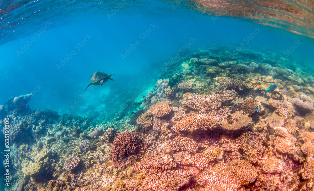 Colorful Coral Reef in Tropical Blue Water