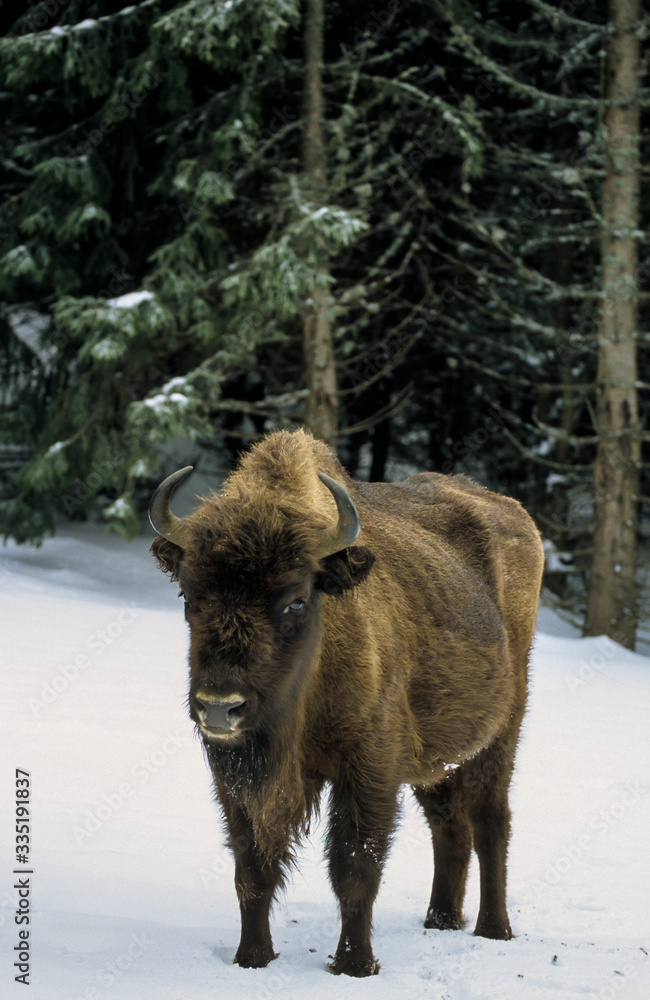 Bison d'Europe, Bison bonasus Bison d'Europe, Bison bonasus