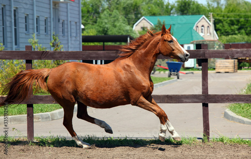 Thoroughbred horse stallion runs through ranch paddock