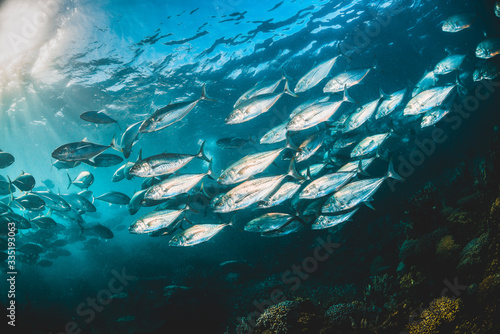 Schooling Fish in Clear Blue Water