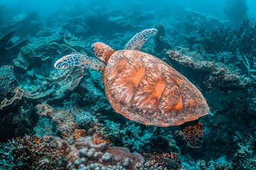 Crédence de cuisine  Green Sea Turtle Swimming Among Colorful Coral Reef  © Aaron