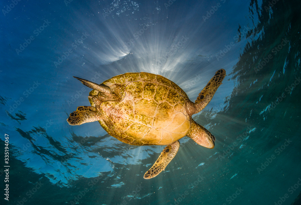 Obraz premium Underside of a Green Sea Turtle Swimming in Crystal Clear Water