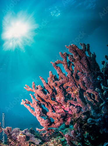 Fototapeta Naklejka Na Ścianę i Meble -  Colorful Coral Reef in Tropical Blue Water