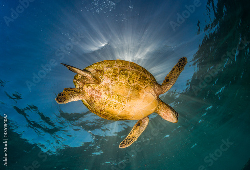 Underside of a Green Sea Turtle Swimming in Crystal Clear Water