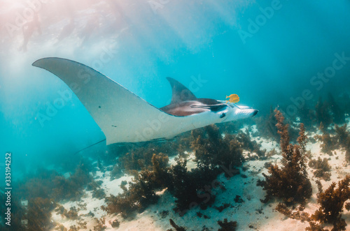 Manta Ray Swimming in the Wild in Clear Turquoise Water