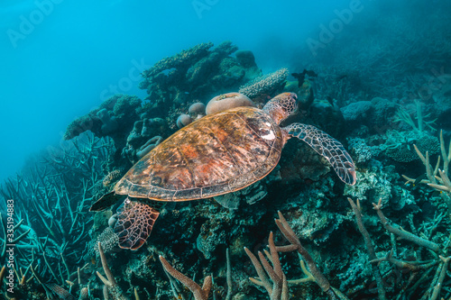 Green Sea Turtle Swimming Among Colorful Coral Reef © Aaron