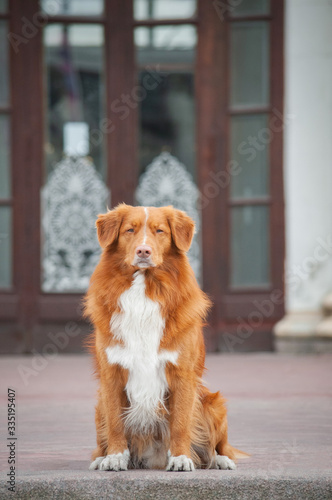 Cute red dog nova scotia duck tolling retriever (toller) is waiting and sitting on the asphalt in front of the door, the entrance to the building.