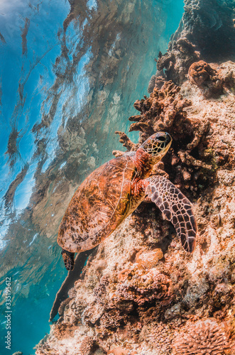 Beautiful Sea Turtle Swimming Among Colorful Coral Reef