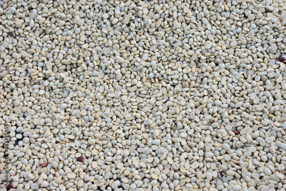Coffee beans are being dried for drying. Coffee beans are being dried for drying.