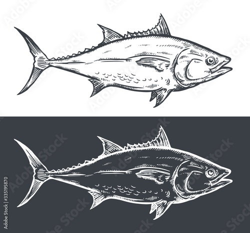 Tuna fish engraving, vector illustration,on chalkboard