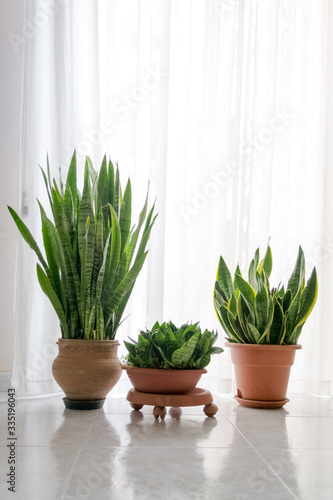 Three beautiful Sanseveria plants in a minimal white interior in front of of bright window with curtain