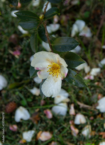 Fototapeta Naklejka Na Ścianę i Meble -  mountain Camellia flower. evergreen plant of the family Theaceae.