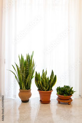 Three beautiful Sanseveria plants in a minimal white interior in front of of bright window with curtain