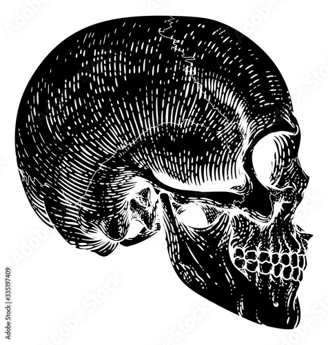 A skull graphic. Original illustration in a vintage engraving woodcut etching style.
