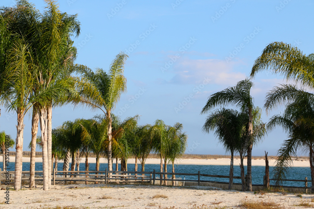 row of palm trees on sunny day on the beach of gulf coast orange beach alabama row of palm trees on sunny day on the beach of gulf coast orange beach alabama