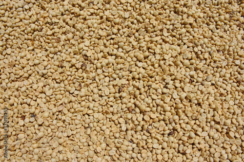 Coffee beans are being dried for drying.