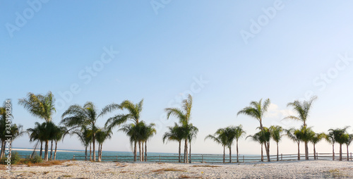 row of palm trees on sunny day on the beach of gulf coast orange beach alabama