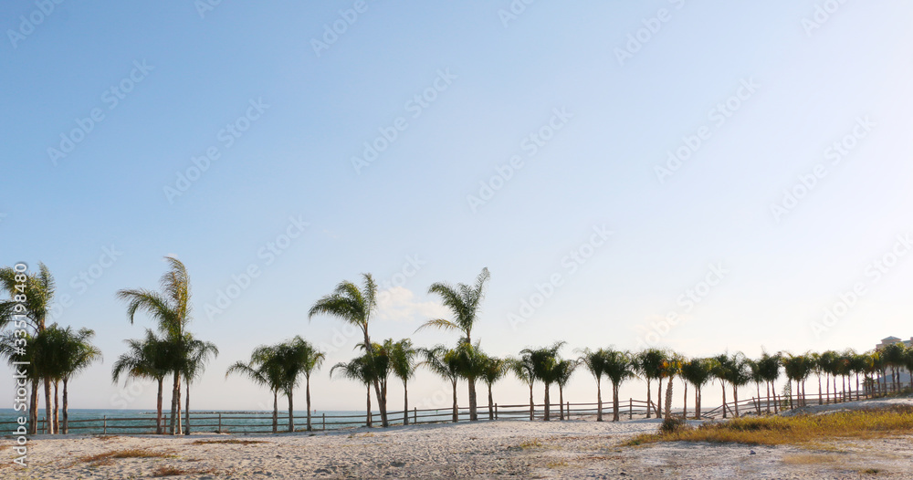 row of palm trees on sunny day on the beach of gulf coast orange beach alabama row of palm trees on sunny day on the beach of gulf coast orange beach alabama