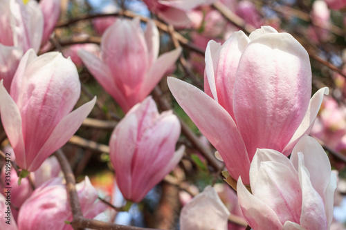 Pink blooming magnolia flowers close-up, beautiful spring background