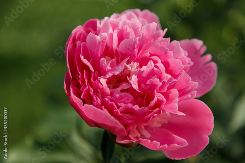 Pink peony flower on green background. Soft focused shot. Spring blossom concept.