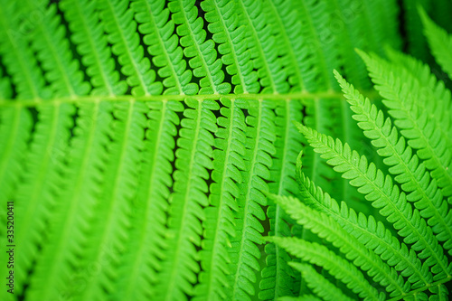  Green Leaf Fern. Green ecological wildlife concept background. Ecology concept. Symbol Wildlife Ecology. Green leaf of fern in the sun. Wildlife concept.