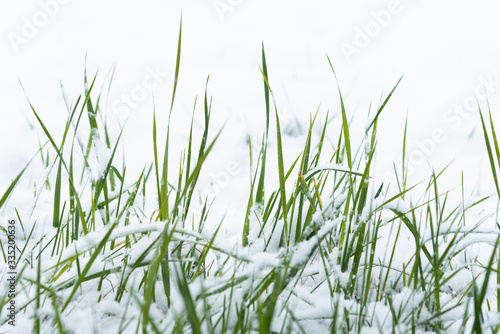 Green grass on the snow © Ekaterina
