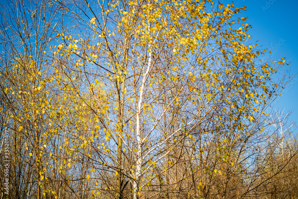 Autumn forest scenery with birch forest and blue sky. Autumn natural landscape with birch trees Autumn forest scenery with birch forest and blue sky. Autumn natural landscape with birch trees