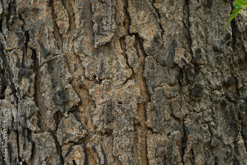 tree bark texture © praderm