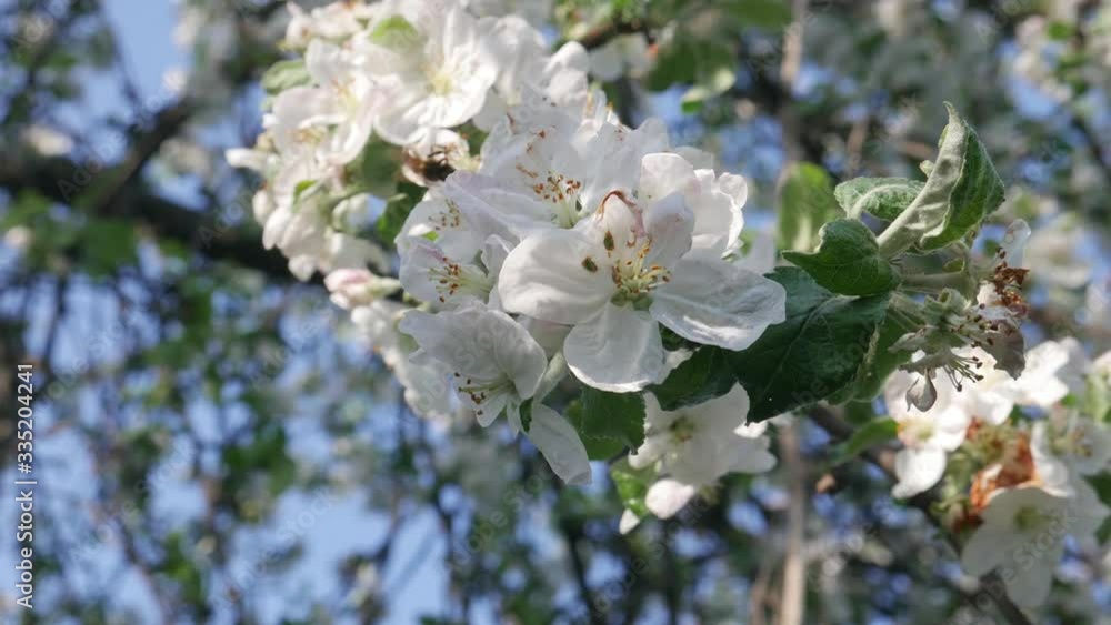 Blossom apple tree on blue sky background. Flowers of branch on spring day Blossom apple tree on blue sky background. Flowers of branch on spring day