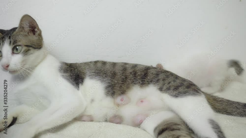 Happy cat mom with newborn kittens. The cat feeds the kittens. animal home lifestyle concept Happy cat mom with newborn kittens. The cat feeds the kittens. animal home lifestyle concept