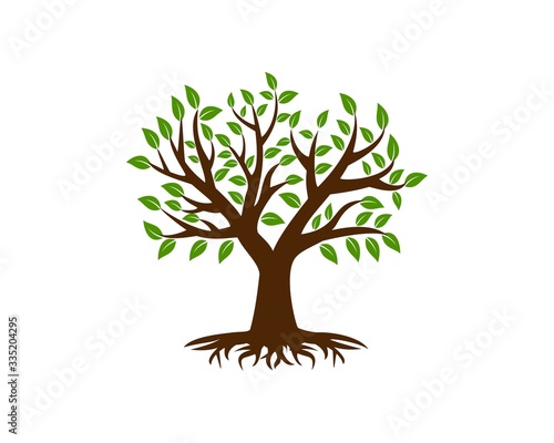 Eco tree logo