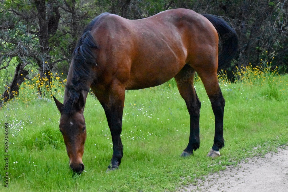 Thoroughbred horse in meadow grazing Thoroughbred horse in meadow grazing