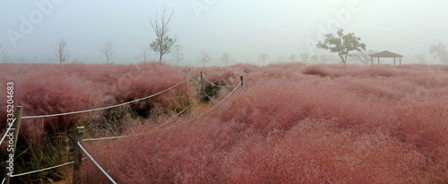 아름다운 핑크뮬리