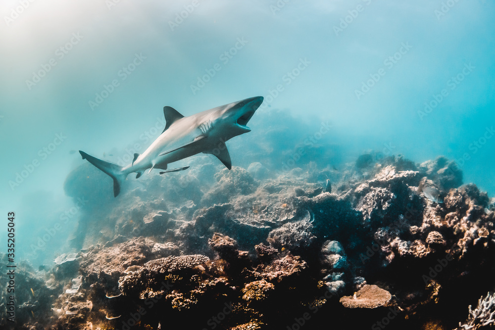 Grey Reef Shark Swimming Over Coral Reef with its Mouth Open Grey Reef Shark Swimming Over Coral Reef with its Mouth Open