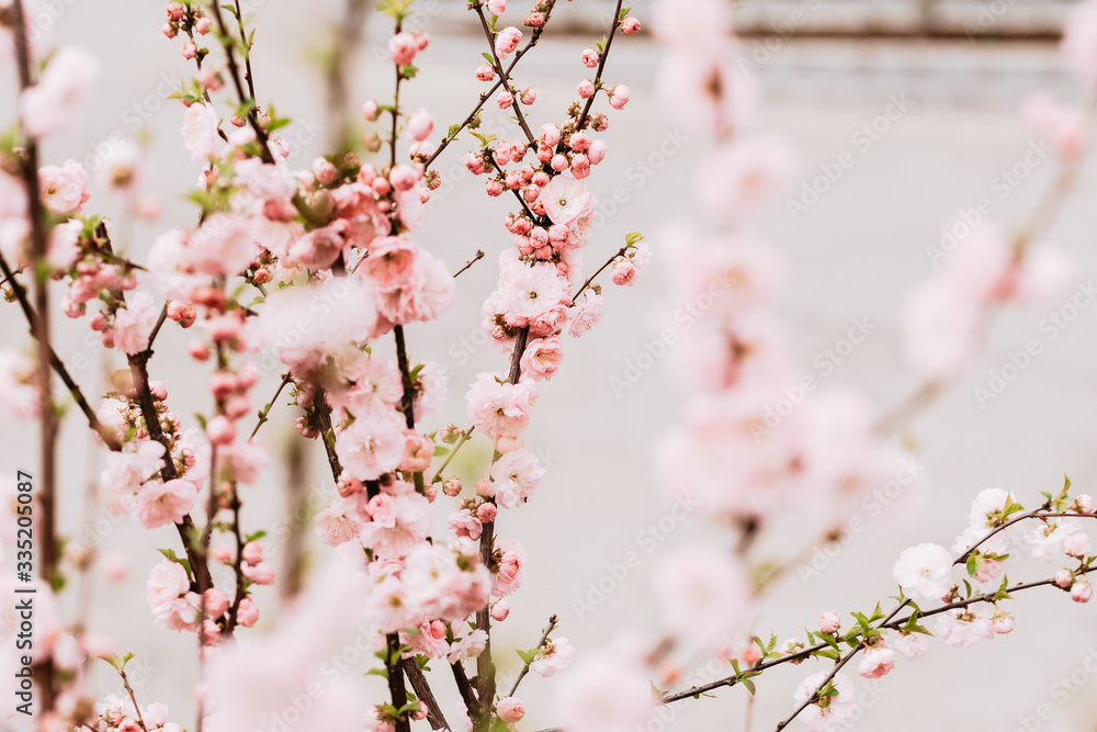 cherry blossom tree flower blooming in spring, white, pink, green cherry blossom tree flower blooming in spring, white, pink, green