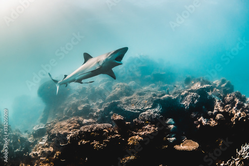 Grey Reef Shark Swimming Over Coral Reef with its Mouth Open