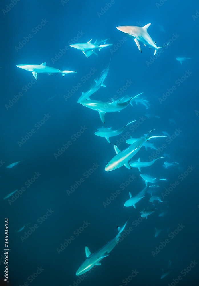 Obraz premium Baby Sharks Swimming Together in Clear Blue Water