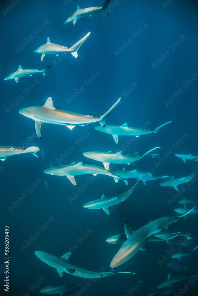 Fototapeta premium Baby Sharks Swimming Together in Clear Blue Water