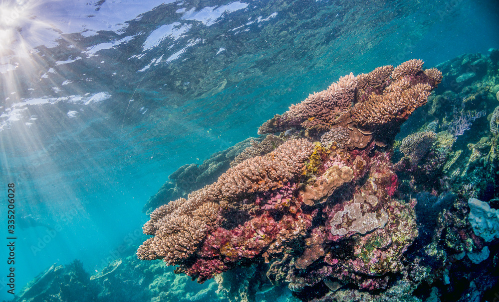 Colorful Coral Reef in Shallow Tropical Water