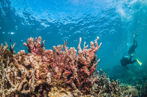 Underwater Shot of Colorful Coral Reef in Clear Blue Ocean
