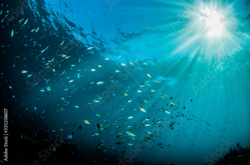Schooling pelagic fish in clear blue water