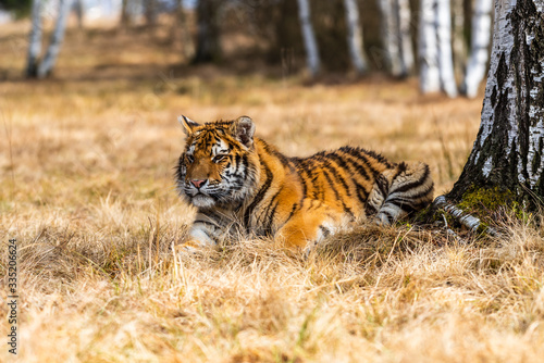 A Siberian tiger (Panthera tigris) a beautiful portrait of a great tiger set in a typical setting for this amazing animal by a Russian taiga. © vaclav