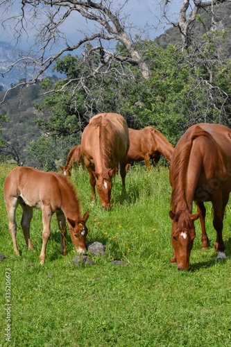 Wild horses with baby foal grazing 