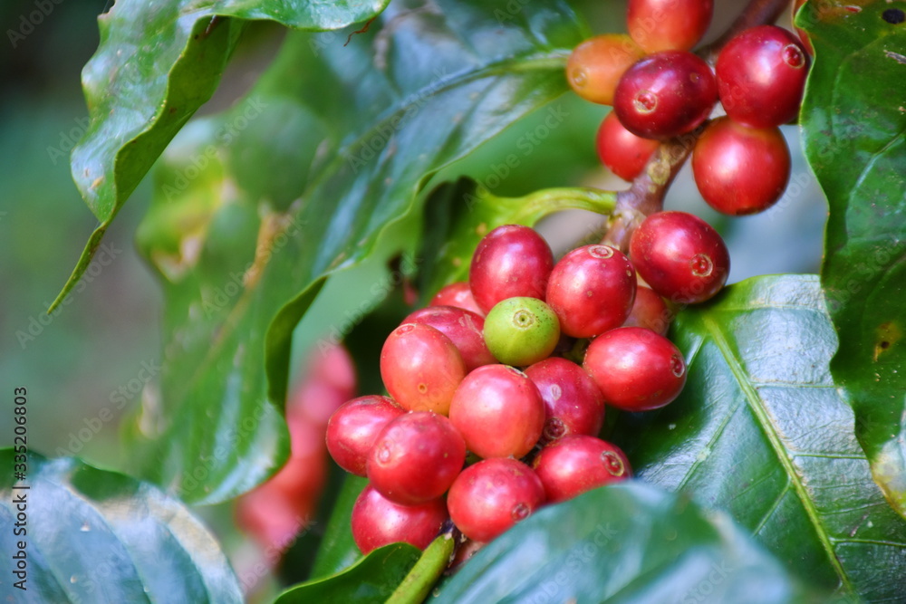 Coffee berries and leaves on branch coffee in plantation. Coffee berries and leaves on branch coffee in plantation.
