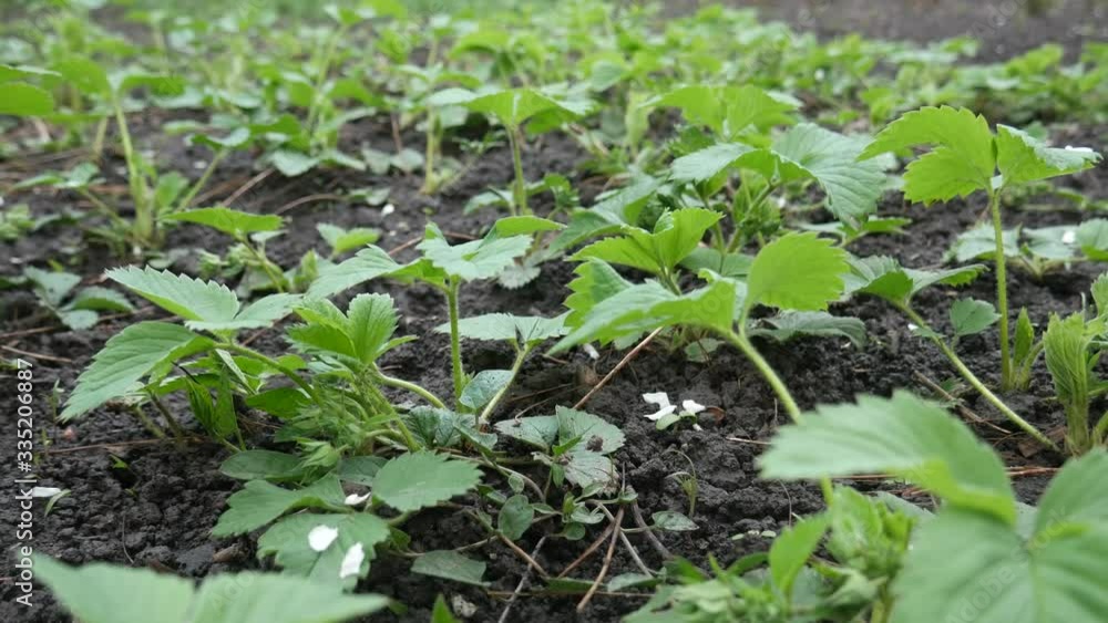 Strawberry green leaves on wet ground in garden bed. Wind blows Strawberry green leaves on wet ground in garden bed. Wind blows